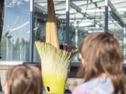 Onlookers view Titan VanCoug, a corpse flower, as it blooms Wendesday, Aug. 17, 2022, at Washington State University Vancouver. The rare flower only blooms for 24-48 hours. It last bloomed in 2019.