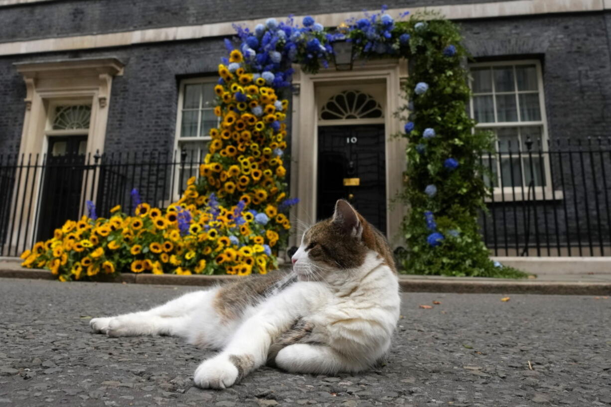 Larry the Cat, Britain's Chief Mouser to the Cabinet Office, sits in front of the flower decoration featuring sunflowers , outside 10 Downing street, in the national Ukrainian colours, on Ukraine Independence Day in London, Wednesday, Aug. 24, 2022.