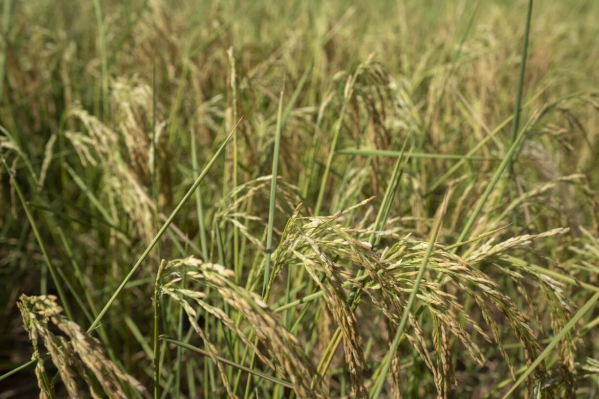 FILE - Rice plants that are turning yellow in color blow in the breeze in a farm field in Mu'er town on the outskirts of Chonqing, China, Sunday, Aug. 21, 2022. The very landscape of Chongqing, a megacity that also takes in surrounding farmland and steep and picturesque mountains, has been transformed by an unusually long and intense heat wave and an accompanying drought.