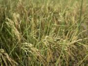 FILE - Rice plants that are turning yellow in color blow in the breeze in a farm field in Mu'er town on the outskirts of Chonqing, China, Sunday, Aug. 21, 2022. The very landscape of Chongqing, a megacity that also takes in surrounding farmland and steep and picturesque mountains, has been transformed by an unusually long and intense heat wave and an accompanying drought.