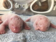 This photo released by Qinling Giant Panda Research Center, shows newly born twin Panda cubs, male at left and female at right, at the center in Xi'an, in northwestern China's Shaanxi Province on Tuesday, Aug 23, 2022. The male cub weighed 176.4 grams while the female cub weighed 151.2 grams when they were born at the on Tuesday morning, according to the Qinling Panda Research Center.