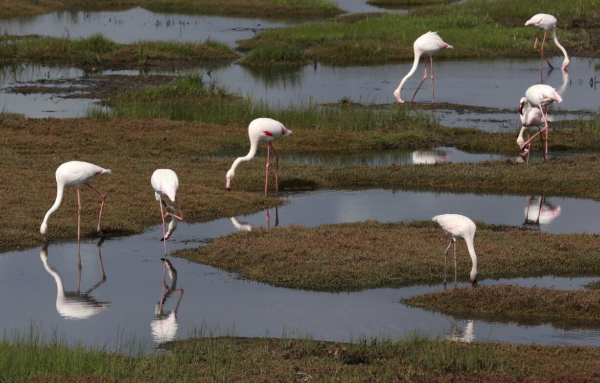 FILE - Flamingoes feed in the popular Berg River estuary in Velddrif, South Africa, Monday Sept. 14, 2020.