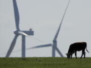 FILE - A cow grazes in a pasture as wind turbines rise in the distance, April 27, 2020, near Reading, Kan. The climate deal reached by Senate Democrats could reduce the amount of greenhouse gases that American farmers produce by expanding programs that help sequester carbon in soil, fund climate-focused research and lower the abundant methane emissions that come from cows.