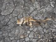 FILE - A dead fish skeleton laying on the cracking earth of a dry lake bed near the village of Conoplja, 150 kilometers north-west of Belgrade, Serbia, Tuesday, Aug. 9, 2022. Water shortages reduced Serbia's hydropower production. An unprecedented drought is afflicting nearly half of the European continent, damaging farm economies, forcing water restrictions and threatening aquatic species. Water levels are falling on major rivers such as the Danube, the Rhine and the Po.