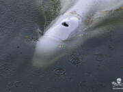 In this image, taken Saturday, Aug. 6, 2022 by environmental group Sea Shepherd, shows a Beluga whale in the Seine river in Notre Dame de la Garenne, west of Paris. French environmentalists said Monday efforts to feed a dangerously thin Beluga whale that has strayed into the Seine River have failed so far. Experts are now seeking ways to get the animal out of the river lock where it is now stuck.