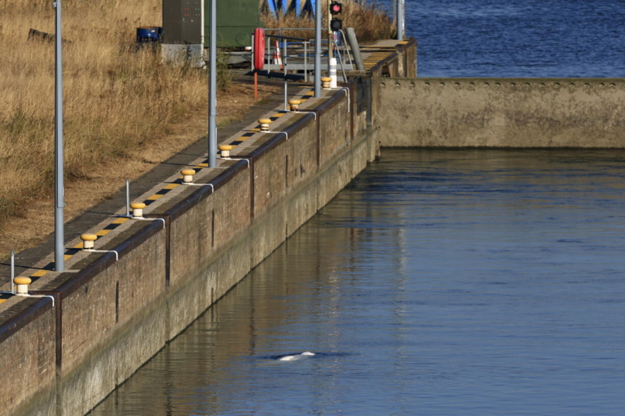 The Beluga whale swims in the lock of Notre Dame de la Garenne prior to be moved, in Saint-Pierre-la-Garenne, west of Paris, France, Tuesday, Aug. 9, 2022. French environmentalists are moving a dangerously think Beluga that had strayed into the Seine River last week to a salt-water river basin to try and save its life. Lamya Essemlali, president of Sea Shepherd France, said the ethereal white mammal measuring 4-meters will be transported to the salty water for "a period of care" by medics who suspect the mammal is sick.