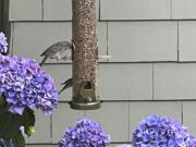 Birds visit a backyard feeder July 14 in Glen Head, N.Y.