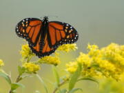 A monarch butterfly pauses in a field of goldenrod on Sept. 11, 2020, at the Flight 93 National Memorial in Shanksville, Pa. The International Union for the Conservation of Nature officially categorized the monarch as "endangered" and added it to its red list of threatened species on July 21. (Gene J.