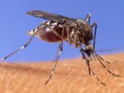 This image provided by the USDA Agricultural Research Service shows a closeup of a mosquito on human skin.