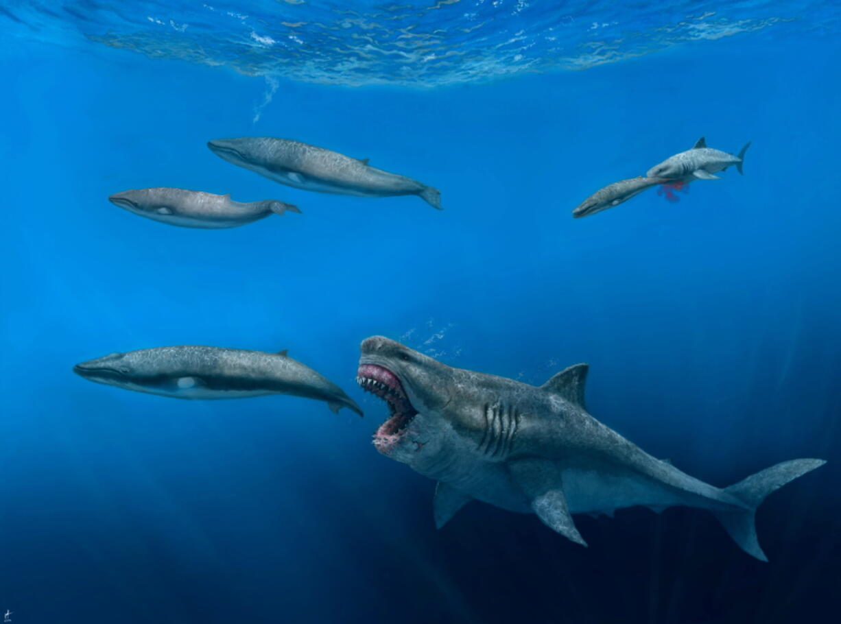 A 52-foot Otodus megalodon shark predating on an 26-foot Balaenoptera whale in the Pliocene epoch, between 5.4 to 2.4 million years ago. (Illustration by J. J.