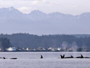 FILE - In this Jan. 18, 2014, file photo, endangered orcas swim in Puget Sound and in view of the Olympic Mountains just west of Seattle, as seen from a federal research vessel that has been tracking the whales. A federal court ruling this week has thrown into doubt the future of a valuable commercial king salmon fishery in Southeast Alaska, after a conservation group challenged the government's approval of the harvest as a threat to protected fish and the endangered killer whales that eat them.