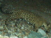 In this photo provided by the University of Arizona and U.S. Fish and Wildlife Service shows a male jaguar photographed by motion-detection wildlife cameras in the Santa Rita Mountains in Arizona on April 30, 20215 as part of a Citizen Science jaguar monitoring project conducted by the University of Arizona, in coordination with U.S. Fish and Wildlife Service. According to Borderlands Linkages, a binational collaboration of eight conservation groups, this cat is known as "El Jefe," or "The Boss," is one of the oldest jaguars on record along the border and one of few known to have crossed the border. (University of Arizona and U.S.