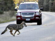 FILE -- A coyote runs across state Route 3 outside of Tupper Lake, N.Y., in the Adirondacks, Sept. 20, 2010. Advocates think wolves are hunting and howling in the Northeast woods, more than a century after they were shot, trapped and poisoned into eradication across the region. Complicating the question is the fact that wolves can not only appear similar to eastern coyotes, but that they typically share genetic material.