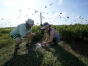 Marine biologist Bonnie Slaton check a field camera with research assistant Tyler Bowen on Raccoon Island, a Gulf of Mexico barrier island that is a nesting ground for brown pelicans, terns, seagulls and other birds, in Chauvin, La., Tuesday, May 17, 2022. It's still a decent breeding habitat, as long as the soil holds and plants remain above water.  "In five or 10 years, it may or may not be here. It's that rapid," says Slaton.