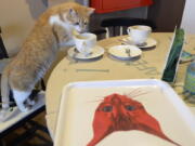 One of seven cats that keep the company of the visitors at a new "Miau Cafe" finishes a cake Jan. 13, 2018 in Warsaw, Poland. A Polish scientific institute classified domestic casts as an "invasive alien species" due to the vast damage they inflict on birds and other wildlife.