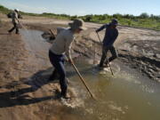 Fish biologists work to rescue the endangered Rio Grande silvery minnows from pools of water in the dry Rio Grande riverbed Tuesday, July 26, 2022, in Albuquerque, N.M. For the first time in four decades, the river went dry and habitat for the endangered silvery minnow -- a shimmery, pinky-sized native fish -- went with it.