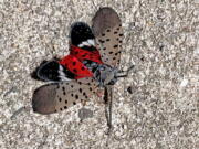 This photo shows a Spotted Lanternfly, in Long Branch, NJ, Aug. 7, 2022. Kill-on-sight requests in New York City and elsewhere are part of an aggressive campaign against an invasive pest that has spread to about a dozen states in eight years.