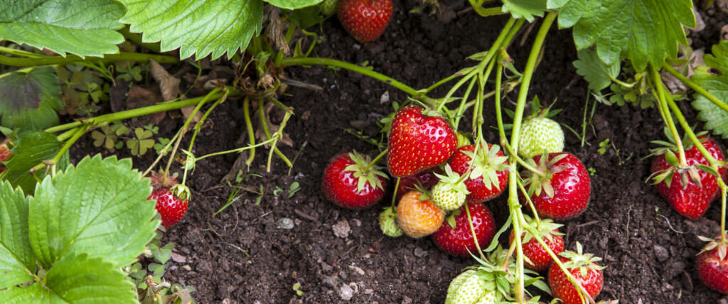 Strawberry plants and fruits growing in garden.