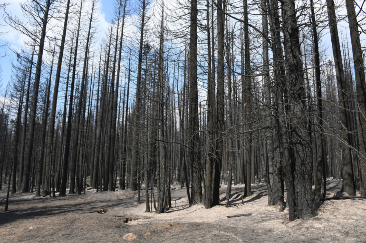 An untreated control unit in the Goosenest Adaptive Management Area in Klamath National Forest is shown after the Antelope fire burned through the area on Aug. 5, 2021. In the untreated areas, ???the predominant fire behavior was a crown fire which killed every tree,??? said Eric Knapp, a research ecologist with the U.S. Forest Service. (U.S.