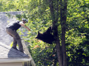 A state wildlife biologist uses a syringe at the end of a pole to inject Telazol into a young black bear that had climbed up a tree in West Hartford, Conn. The bear was relocated.