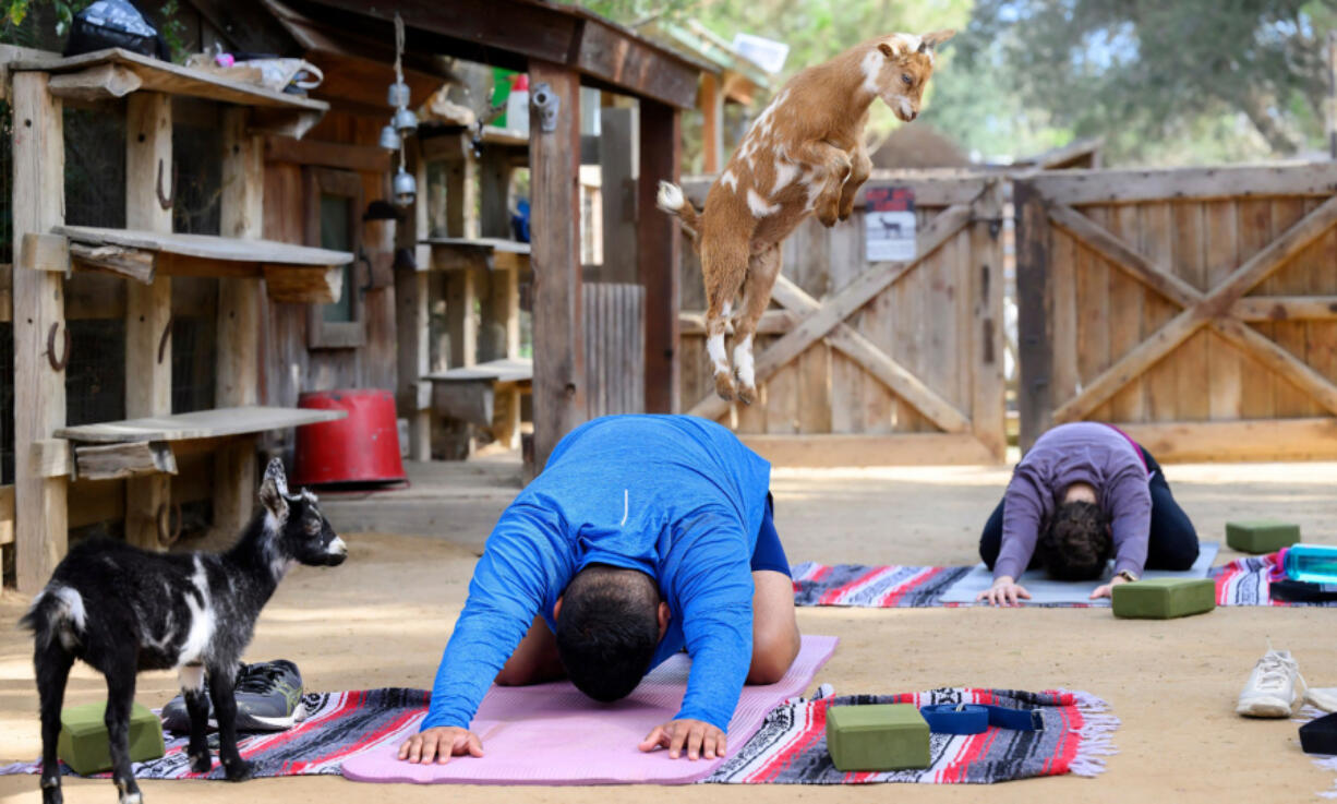 A baby goat uses Aurelio Osorio's back as a springboard during Yin Yoga class at Goods and Goats in San Juan Capistrano, Calif., on Aug. 28. Goat yoga has become popular at the farm and nationwide.