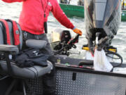 After netting a Chinook, (lower picture), fishing guide Bill Monroe Jr juggles guides his boat between other boats crammed into the tight confines of the mouth of the White Salmon River on the Columbia. All the while he must orchestrate his clients actions to avoid tangling the lines.