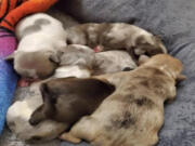 The Los Angeles Police Department, Devonshire Division, is investigating an incident where nine French Bulldog puppies were stolen from a residence in Northridge (Los Angeles Police Department/TNS)