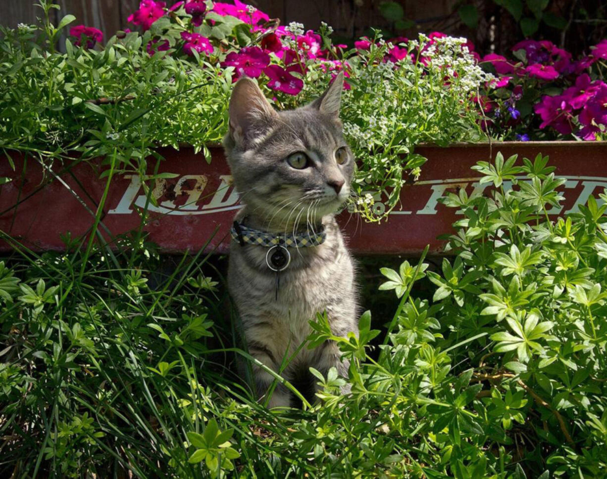 Ansel plays near his favorite backyard hiding spot.