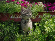 Ansel plays near his favorite backyard hiding spot.