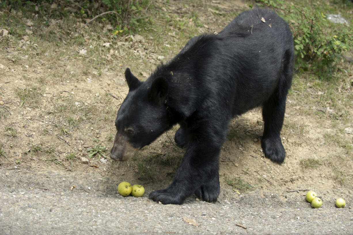 An adult black bear eating apples.