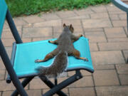 "Splooting" is a way squirrels and some other animals sprawl out to stay cool when temperatures rise.