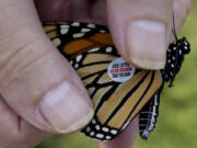 Judith Kolar carefully applies a small numbered tag to the wing of a monarch butterfly at the Lakeview Community Garden at Diversey on Sept. 14, 2022, in Chicago.