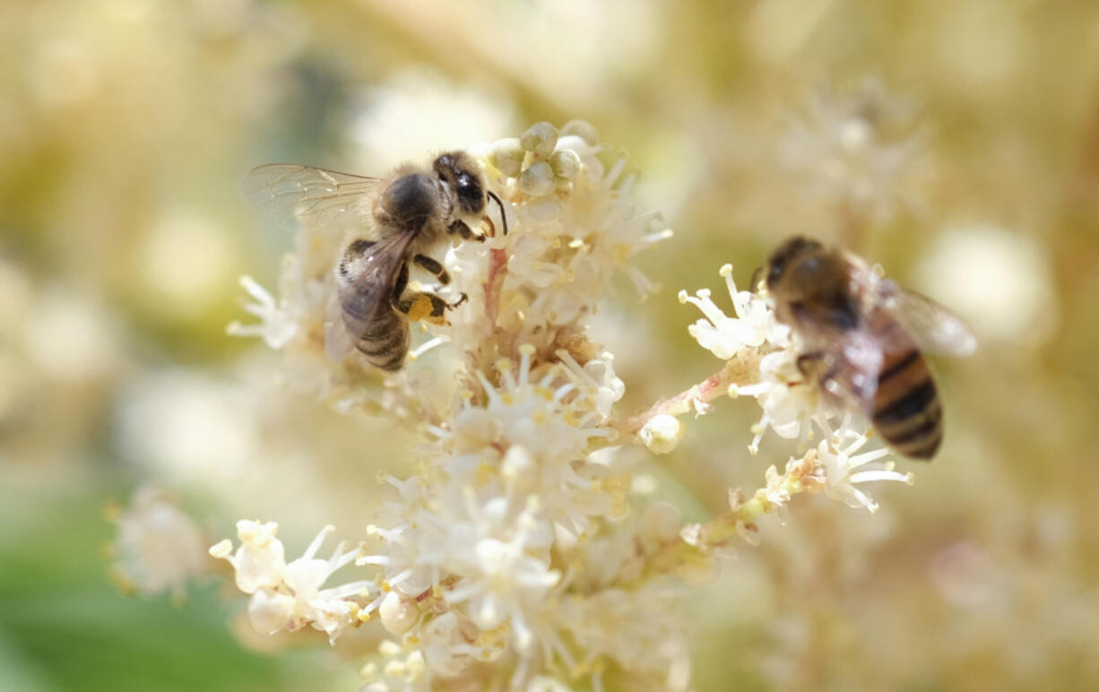 Bees gather pollen from a palm flower June 28 in Los Angeles.