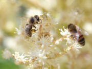 Bees gather pollen from a palm flower June 28 in Los Angeles.