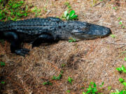 An alligator rests Aug. 22 waiting for the sun to reappear on the bank near the fishing dock at Jarvis Creek Park on Hilton Head Island, N.C.