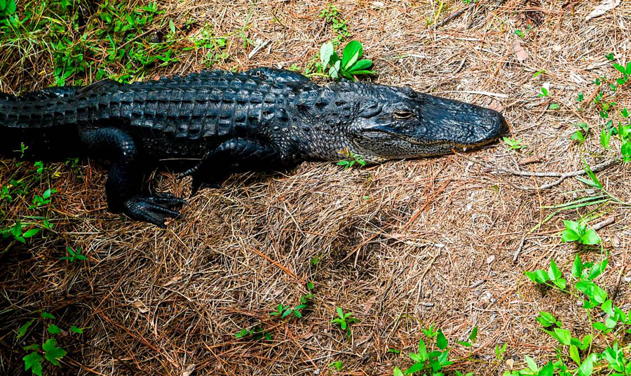 Gator Tales: Going Fishing