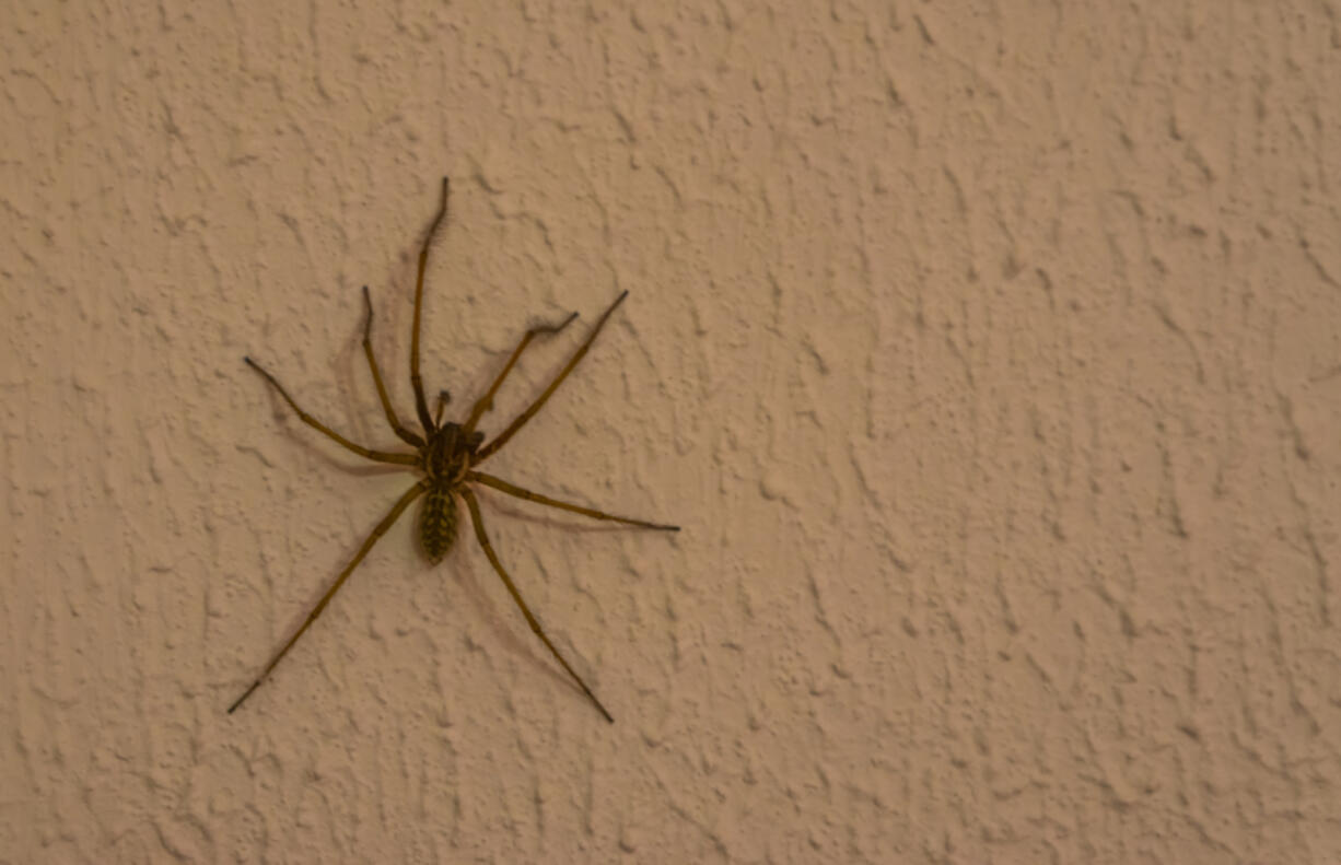 As the weather cools, spiders are moving indoors.