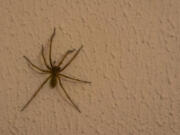 As the weather cools, spiders are moving indoors.