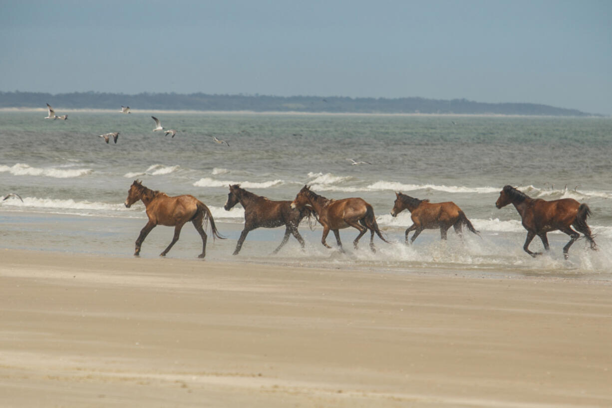 The American Wild Horse Campaign released a report Friday, Sept. 23, 2022,  documenting that 1,020 federally-protected wild horses and burros have been sold at slaughter auctions in the last 22 months.