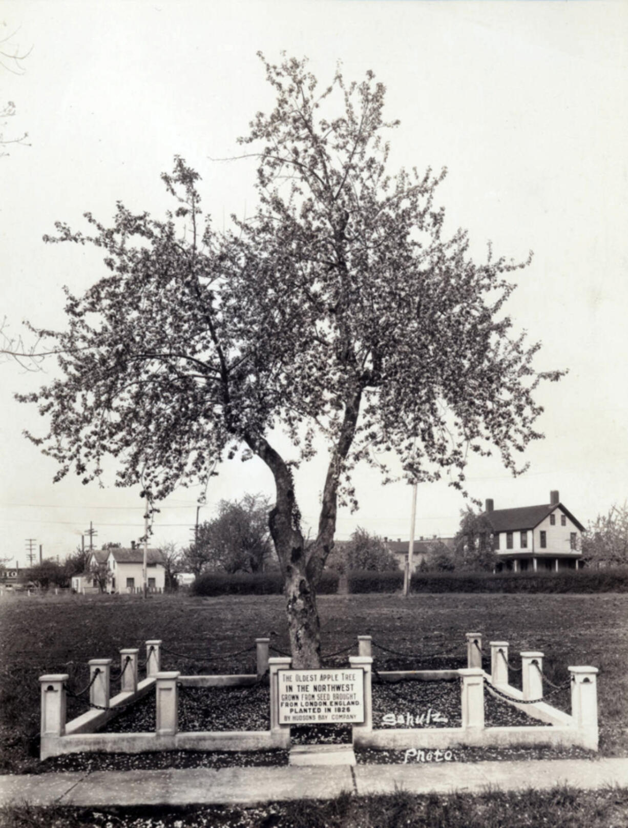 Before dying in 2020, the Old Apple Tree oversaw the Hudson's Bay Company's exit to Canada, Americans gaining Fort Vancouver, the establishment of Washington as a territory and a state, soldiers working a spruce mill, the Army polo field becoming an airfield, workers from across the country flocking to the shipyard for jobs and the building of an interstate bridge.