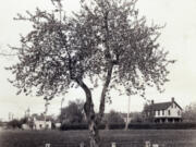 Before dying in 2020, the Old Apple Tree oversaw the Hudson's Bay Company's exit to Canada, Americans gaining Fort Vancouver, the establishment of Washington as a territory and a state, soldiers working a spruce mill, the Army polo field becoming an airfield, workers from across the country flocking to the shipyard for jobs and the building of an interstate bridge.