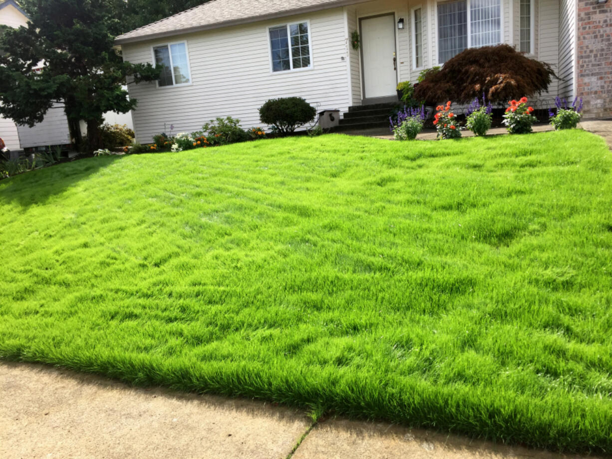 This renovated lawn is lush and green six weeks after seed planting.