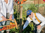 The Lewis River Rotary recently became the new caretakers of the North County Community Food Bank vegetable garden.