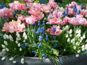 Double tulips and grape hyacinths bloom in a container.