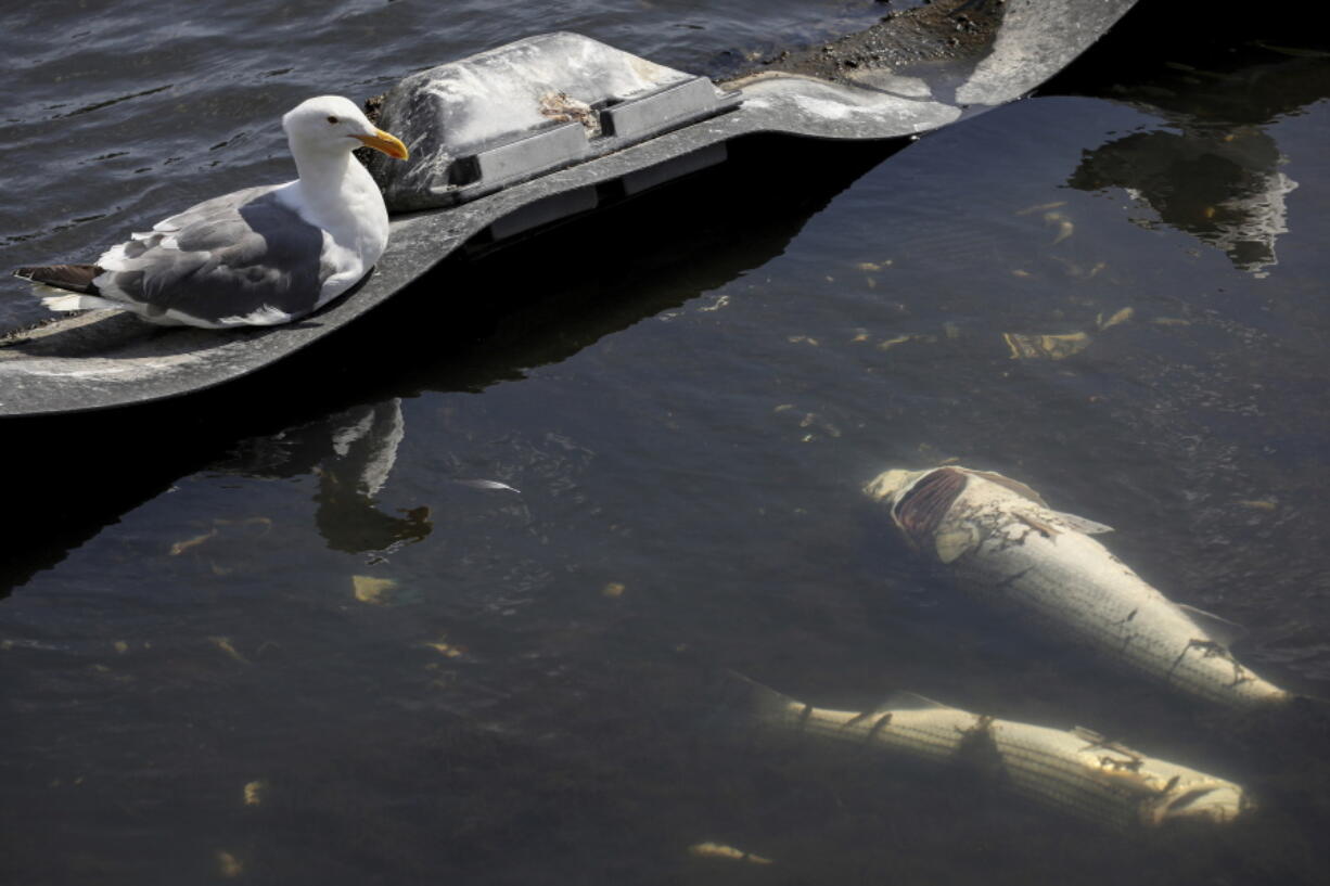 Seagulls sit next to dead fish in Lake Merritt in Oakland, Calif. on Monday, Aug. 29, 2022. Large numbers of dead fish and other sea life have been sighted all around the lake and other areas in the San Francisco Bay, prompting environmental groups to suggest that people and their pets stay out fo the water to avoid a hazardous algae bloom known as red tide.  (Bront?