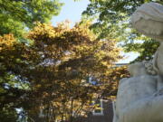 A tree with yellow and brown leaves, center, stands near a statue Thursday, Sept. 8, 2022, in Concord, Mass. This summer's drought is expected to cause a patchy array of fall color in the leaf-peeping haven of New England. Experts predict that it will be more spread out this year with some trees changing earlier or even browning and dropping leaves because of the drought.