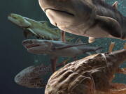 This illustration provided by Heming Zhang in September 2022 depicts some of the fossil fish, more than 400 million years old, which were found by researchers in southern China, announced in a series of studies published in the journal Nature on Wednesday, Sept. 28, 2022. The fossils date back to the Silurian period when scientists believe our backboned ancestors, who were still swimming around on a watery planet, may have started evolving teeth and jaws around this time.