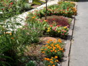 A colorfully-planted hell strip gardens in Buffalo, N.Y., are seen in July 2018. Choose plants that will be low maintenance and cheerful.