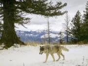 FILE -In this Dec. 4, 2014, file photo, released by the Oregon Department of Fish and Wildlife, a wolf from the Snake River Pack passes by a remote camera in eastern Wallowa County, Ore. Oregon wildlife officials said Tuesday, Sept. 13, 2022, that they have identified a new family of wolves in the northern Cascade Mountains, bringing the total number of known wolf groups in the region to three.