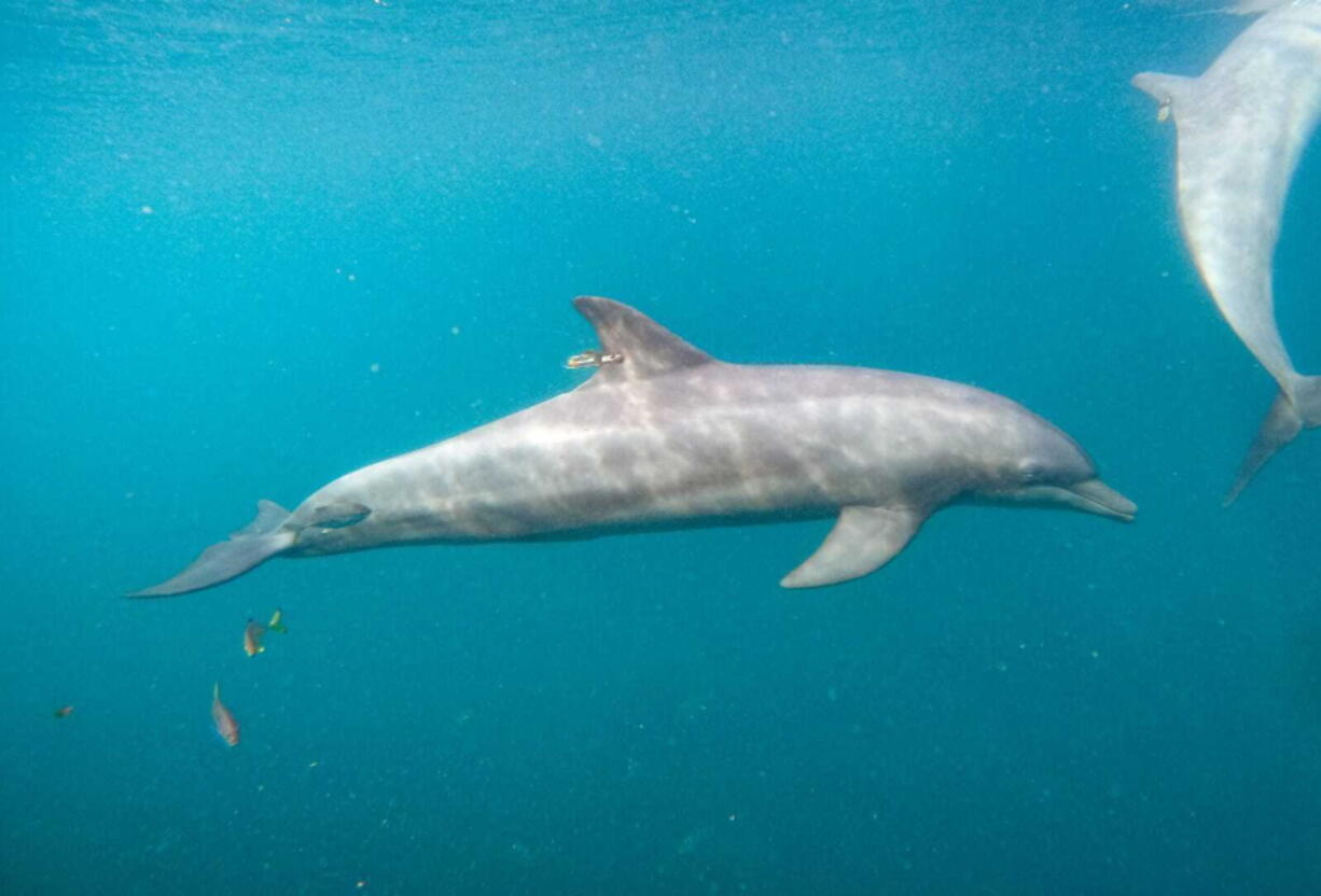 In this photo released by DolphinProject.com, Rocky with GPS tag attached swims at the Umah Lumba Rehabilitation, Release and Retirement Center in Banyuwedang Bay, West Bali, Indonesia Saturday, Sept. 3, 2022. Three bottlenose dolphins were released into the open sea in Indonesia Saturday after years of being confined for the amusement of tourists who would touch and swim with them.